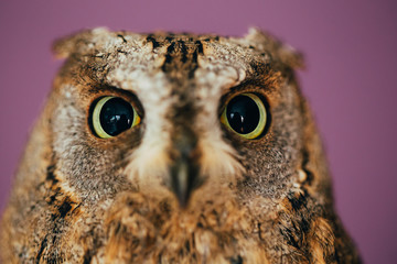 Eurasian scops owl