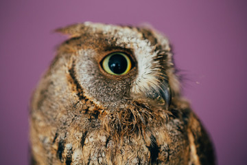 Eurasian scops owl