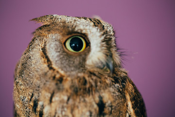 Eurasian scops owl