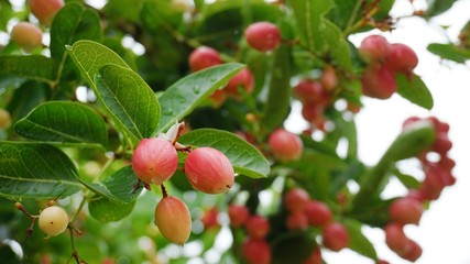 Bengal Currants on tree