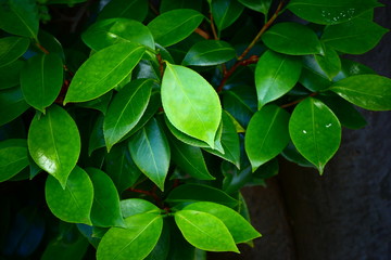 green leaves background