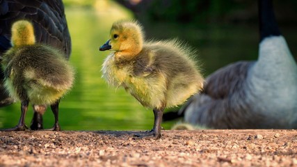 Duckling