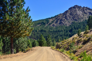Ruta en el bosque