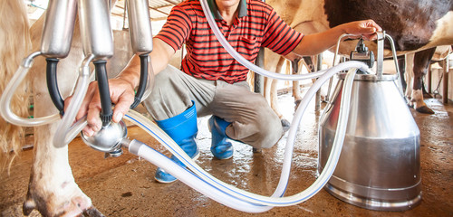 Asian milker is milking cow with a milking machine livestock barn.