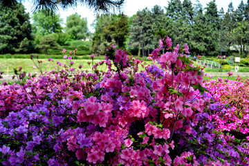 purple flowers in the park