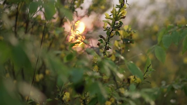 Sunrise over the lake through the yellow flowers of Cytisus and foliage in the drops of dew. Natural background. Smooth camera movement.
