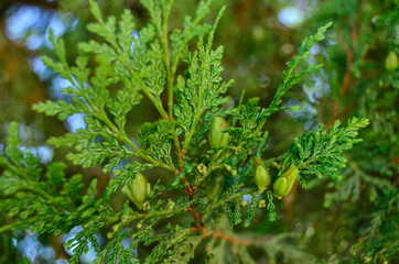 Hoja de pino