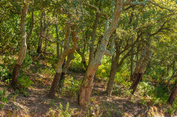 Forest with cork oaks near Frejus