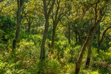 Fototapeta na wymiar Forest with cork oaks near Frejus