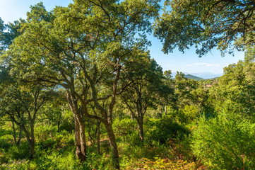 Fototapeta na wymiar Forest with cork oaks near Frejus