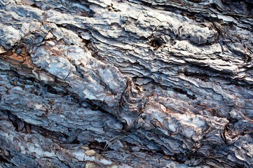 wood,bark, tree, texture, wood, nature, stone, rock, pattern, abstract, old, brown, rough, natural, surface, textured, forest, wooden, trunk, wall, material, closeup, backgrounds, pine, detail, timber