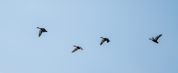 渡り鳥