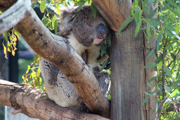 Fototapeta premium koala