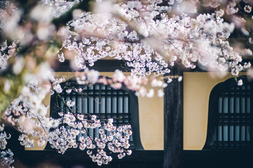 -Sakura- Cherry Blossoms in Kyoto	