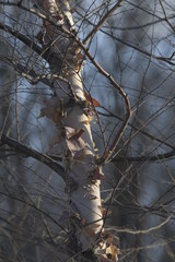 Tree trunk with peeling bark