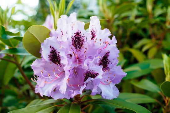 Rhododendron pink,flower, pink, nature, flowers, garden, green, plant, spring, blossom, rose, rhododendron, flora, purple, summer, bloom, macro, leaf, azalea, bush