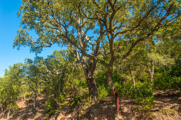 Forest with cork oaks near Frejus