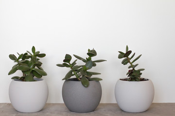 beautiful green flowers on white background