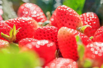 Close-up fresh ripe Strawberries with morning dew.