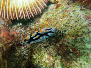 Babosa de mar en el coral