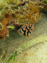 Babosa de mar en el coral