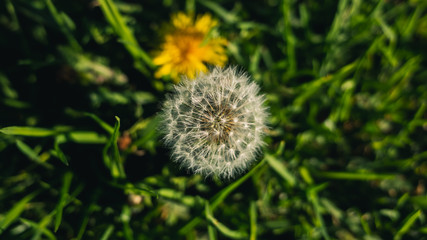 dandelion on green background