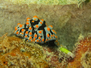 Babosa de mar en el coral