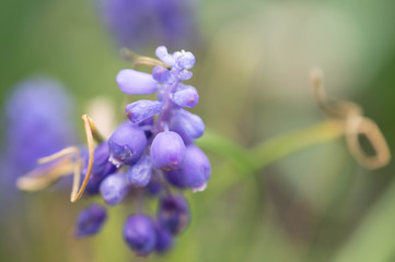 Closeup of Blue Flowers, Grape Hyacinths