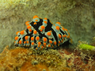 Babosa de mar en el coral