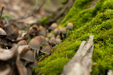 Forest Mushrooms with Moss