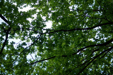 Fototapeta premium tree,oak,tree, nature, green, forest, leaves, sky, trees, summer, branches, spring, foliage, branch, leaf, oak, sun, wood, blue, woods, up, trunk, light, canopy