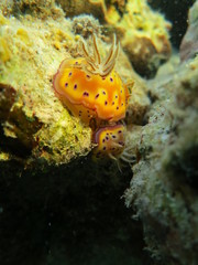 Babosa de mar en el coral
