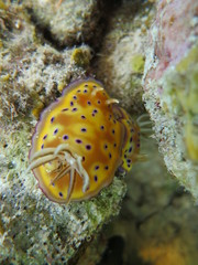 Babosa de mar en el coral
