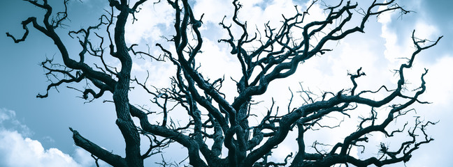 Obraz premium Old leafless tree crown of oak tree against sky