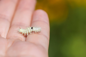 Calliteara pudibunda hairy fluffy caterpillar on ahand