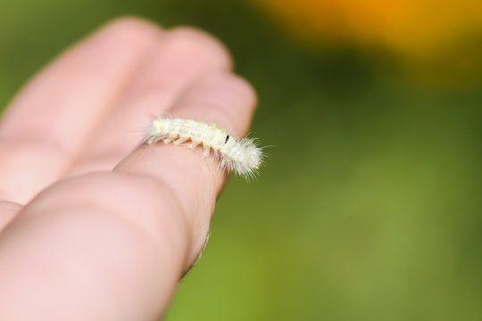 Calliteara pudibunda hairy fluffy caterpillar on ahand