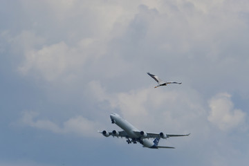 Fototapeta na wymiar great blue heron and airplane