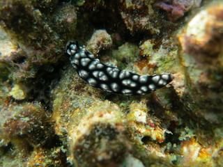 Babosa de mar en el coral