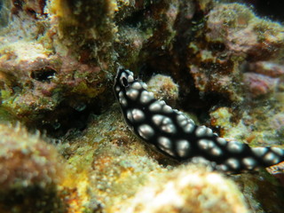 Babosa de mar en el coral