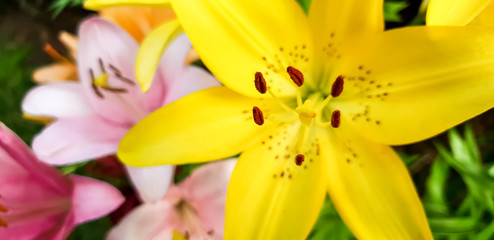 Obraz premium Macro image of beautiful blossoming yellow lillies in garden
