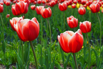 Obraz premium Spring blooming Lucky Strike tulips