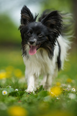 Running papillon dog walking in a spring flower meadow