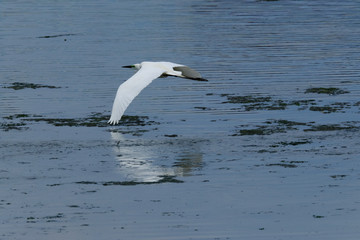 Fototapeta na wymiar egret