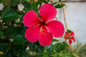 Closeup, Red Chinese rose flower (Hibiscus rosa-sinensis) are blooming in the garden so very beautiful.
