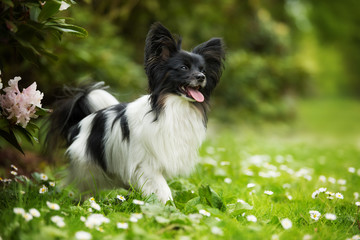 Cute papillon dog standing in a spring meadow - obrazy, fototapety, plakaty