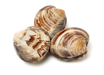 Stacked fresh raw clams on white background