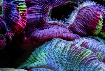 Macro photo of a Lobophyllia