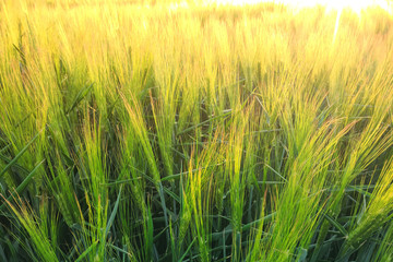 ears of barley or wheat in the rays of the setting sun.
