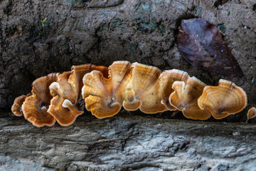Strange of mushroom in the rainforest.