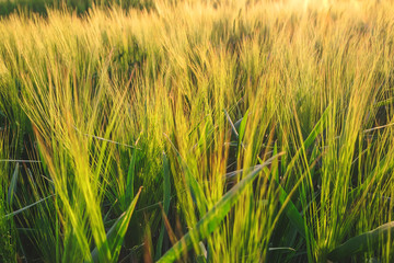 ears of barley or wheat in the rays of the setting sun.